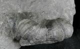 Horn Coral, Devonian Aged From New York #25122-2